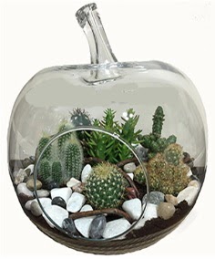 Terrarium tanzim elma camda 5 kakt�s Ankara �ankaya Next Level AVM �i�ek sipari�i sitesi