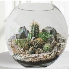 Cam fanus Terrarium 5 kakt�s Ankara G�lba�� �ar�� AVM �i�ek ma�azas� , �i�ek�i adresleri