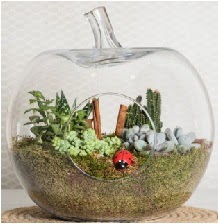 Elma terrarium orta boy 4 kakt�s Ankara �ankaya Next Level AVM �i�ek sipari�i sitesi