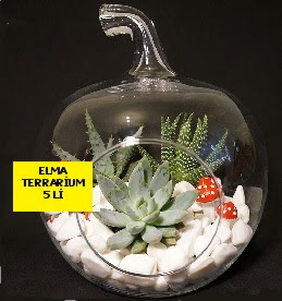 5 kakt�sl� Elma terrarium orta boy Ankara Yenimahalle Gordion Al��veri� Merkezi AVM online �i�ek g�nderme sipari�