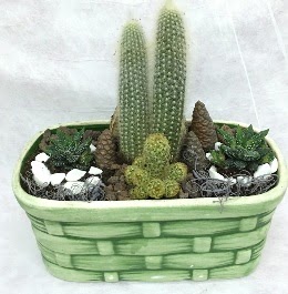 Seramik i�erisinde 5 kakt�sl� terrarium Ankara FTZ Al��veri� merkezi AVM �i�ek�iler �i�ek g�nder