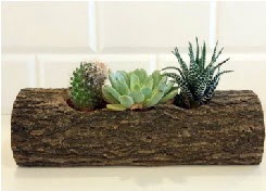 Ah�ap k�t�k 3 kakt�s terrarium Ankara Ke�i�ren Forum Outlet AVM �i�ek�i �i�ek sipari�i