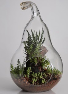 Armut cam k���k boy terrarium Ankara Eryaman G�ksu AVM �i�ek servisi , �i�ek�i adresleri