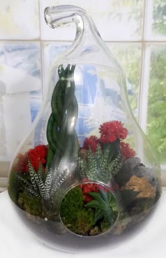 5 adet kakt�s orta boy armut terrarium Ankara �ankaya Next Level AVM �i�ek sipari�i sitesi