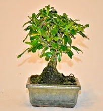 Zelco bonsai saks� bitkisi Ankara Eryaman G�ksu AVM �i�ek servisi , �i�ek�i adresleri
