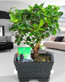 Bonsai japon a�ac� saks� bitkisi Ankara �ankaya Taurus AVM �i�ek�iler �i�ek sat���