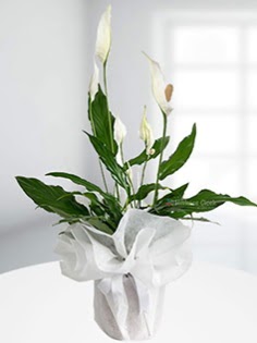 Spathiphyllum �i�e�i Bar�� �i�e�i Ankara Yenimahalle Akvaryum AVM �i�ek yolla 