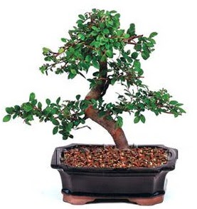 �thal bonsai japon a�ac� Ankara �ankaya Next Level AVM �i�ek sipari�i sitesi