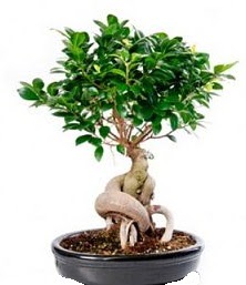 Bonsai japon a�ac� seramik i�inde Ankara �ankaya Cepa Al��veri� Merkezi AVM �i�ek�iler