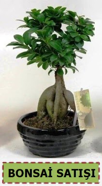 Bonsai japon a�ac� ginseng bonsai Ankara G�lba�� �ar�� AVM �i�ek ma�azas� , �i�ek�i adresleri