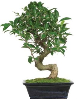 Bonsai saks� bitkisi japon a�ac� Ankara �ankaya Arcadium Al��veri� Merkezi AVM �i�ek sipari�i
