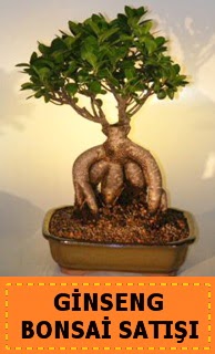 Ginseng bonsai sat��� japon a�ac� Ankara Yenimahalle Podium AVM  cicek , cicekci 