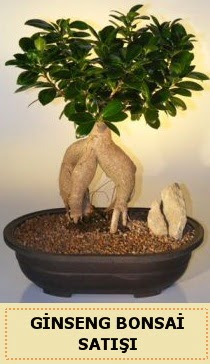 �thal Ginseng bonsai sat��� japon a�ac� Ankara �ankaya Next Level AVM �i�ek sipari�i sitesi