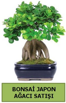 Bonsai japon a�ac� sat��� Ankara �ankaya Taurus AVM �i�ek�iler �i�ek sat���