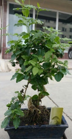 Bonsai japon a�ac� saks� bitkisi Ankara �ankaya Arcadium Al��veri� Merkezi AVM �i�ek sipari�i