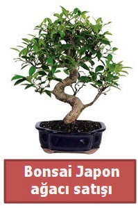 Japon a�ac� bonsai sat��� Ankara �ankaya Next Level AVM �i�ek sipari�i sitesi