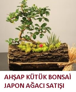 Ah�ap k�t�k i�erisinde bonsai ve 3 kakt�s Ankara �ankaya Panora AVM �i�ek�i ma�azas�