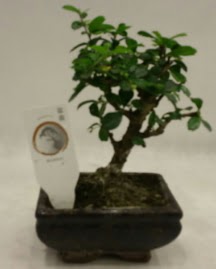 K���k minyat�r bonsai japon a�ac� Panora AVM Ankara �i�ek g�nderme