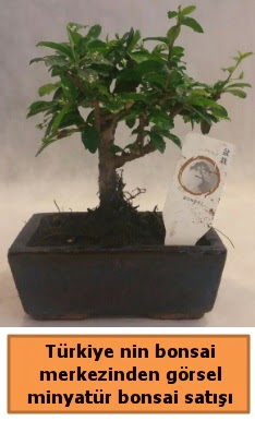 Japon a�ac� bonsai sat��� ithal g�rsel Ankara Etlik Antares Al��veri� merkezi AVM �i�ek yolla