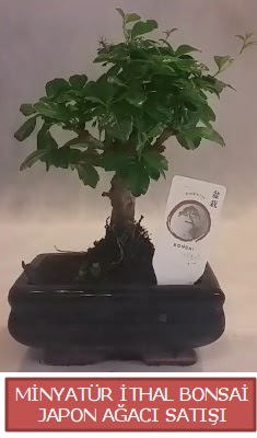 K���k g�rsel bonsai japon a�ac� bitkisi Ankara �ankaya K�z�lay Al��veri� Merkezi AVM �i�ek �i�ek�i , �i�ek�ilik 