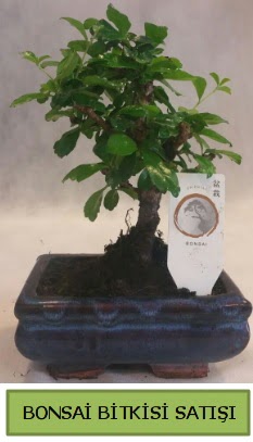 Bonsai ithal g�rsel minyat�r japon a�ac� Ankara �ankaya Karum i� ve al��veri� merkezi AVM ucuz �i�ek g�nder