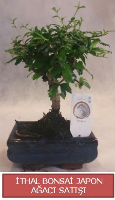 �thal k���k boy minyat�r bonsai a�a� bitkisi Ankara �ankaya Ankamall AVM �i�ek�i telefonlar�