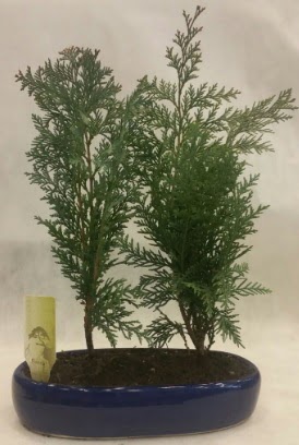 SINIRLI SAYIDA Selvi A�ac� bonsai ikili Ankara �ankaya Ankamall AVM �i�ek�i telefonlar�