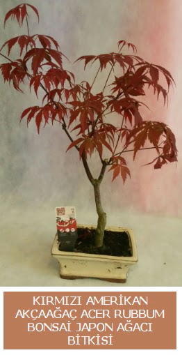 Amerikan ak�aa�a� Acer Rubrum bonsai Ankara Etimesgut Optimum AVM �i�ek�i adresleri telefonlar�