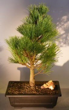 �am a�ac� japon a�ac� bitkisi bonsai Ankara �ankaya Ankamall AVM �i�ek�i telefonlar�