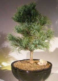 �am a�ac� bonsai bitkisi sat��� Ankara �ankaya Karum i� ve al��veri� merkezi AVM ucuz �i�ek g�nder
