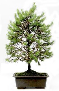 *** STOKTA YOK - �am a�ac� bonsai bitkisi sat��� Ankara Yenimahalle Acity Premium Outlet AVM cicekciler , cicek siparisi