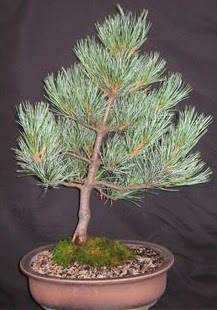Bonsai �am a�ac� japon a�ac� bitkisi Ankara �ankaya Next Level AVM �i�ek sipari�i sitesi
