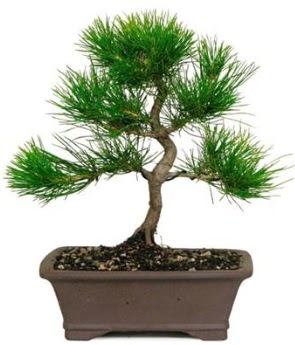 Bonsai �am a�ac� japon a�ac� bitkisi Ankara ATG Ankara Tren Gar� AVM �i�ek sat���