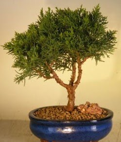 Servi �am bonsai japon a�ac� bitkisi Ankara Etlik Antares Al��veri� merkezi AVM �i�ek yolla