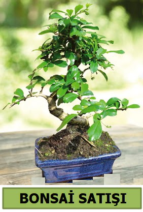 �am bonsai japon a�ac� sat��� Ankara �ankaya Taurus AVM �i�ek�iler �i�ek sat���