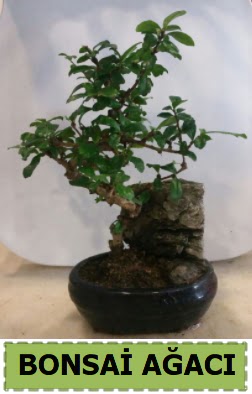 Bonsai a�ac� japon a�ac� sat��� Ankara Ke�i�ren Forum Outlet AVM �i�ek�i �i�ek sipari�i