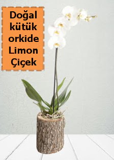 Do�al k�t�kte tek dall� beyaz orkide Ankara �ankaya Ankamall AVM �i�ek�i telefonlar�
