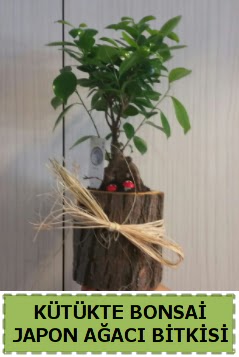 K�t�k i�erisinde do�al bonsai a�ac� Ankara �ankaya Ankamall AVM �i�ek�i telefonlar�