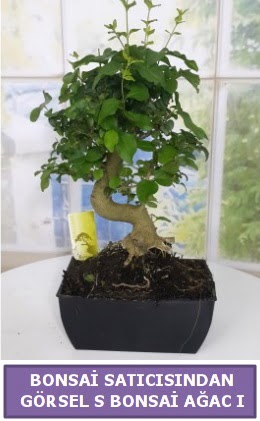 S dal e�rili�i bonsai japon a�ac� Ankara �ankaya Taurus AVM �i�ek�iler �i�ek sat���