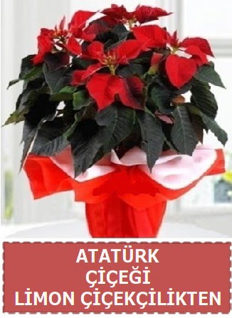 Atat�rk �i�e�i saks� bitkisi Ankara �ankaya Taurus AVM �i�ek�iler �i�ek sat���