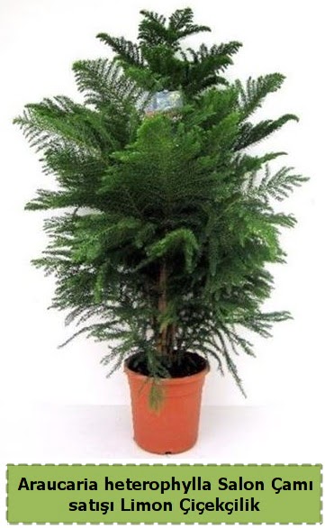 Salon �am� Sat��� Araucaria heterophylla Ankara �ankaya Taurus AVM �i�ek�iler �i�ek sat���