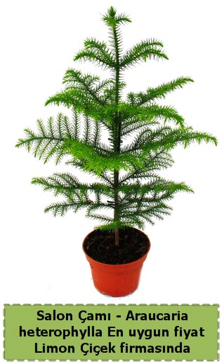 Araucaria heterophylla Salon �am� tek dall� Ankara �ankaya Taurus AVM �i�ek�iler �i�ek sat���
