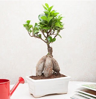 Exotic Ficus Bonsai ginseng Ankara Eryaman G�ksu AVM �i�ek servisi , �i�ek�i adresleri