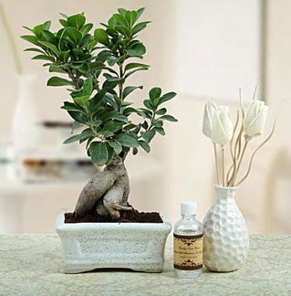 Ginseng ficus bonsai Ankara �ankaya Cepa Al��veri� Merkezi AVM �i�ek�iler