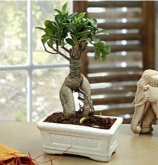 Marvellous Bonsai ginseng Ankara �ankaya Next Level AVM �i�ek sipari�i sitesi