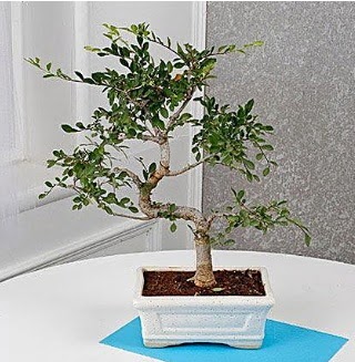 Unique Ulmus S Shaped Bonsai Ankara Sincan Gimsa AVM �i�ek online �i�ek sipari�i