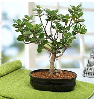 Lovely Ficus Iceland Bonsai Ankara Yenimahalle Akvaryum AVM �i�ek yolla