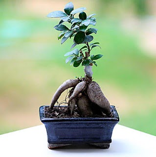 Marvellous Ficus Microcarpa ginseng bonsai Ankara �ankaya Arcadium Al��veri� Merkezi AVM �i�ek sipari�i
