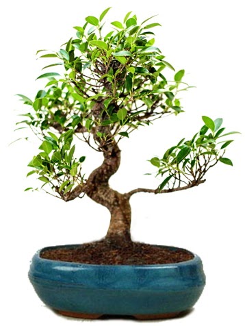 25 cm ile 30 cm aral���nda Ficus S bonsai Ankara FTZ Al��veri� merkezi AVM �i�ek�iler �i�ek g�nder