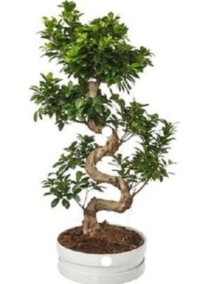 90 cm ile 100 cm civar� S peyzaj bonsai Ankara FTZ Al��veri� merkezi AVM �i�ek�iler �i�ek g�nder